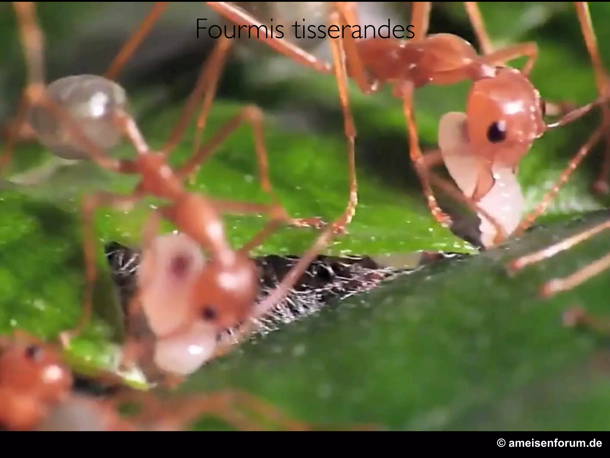 © ameisenforum.de
Fourmis tisserandes
 