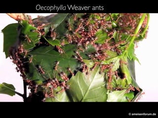 © ameisenforum.de
Oecophylla Weaver ants
 