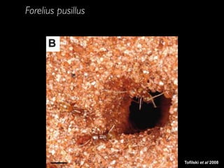 Tofilski et al 2008
Forelius pusillus
 
