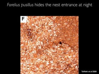 Tofilski et al 2008
Forelius pusillus hides the nest entrance at night
 