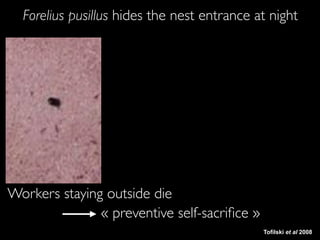 Avant
Workers staying outside die
« preventive self-sacriﬁce »
Tofilski et al 2008
Forelius pusillus hides the nest entran...