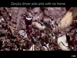 Dorylus driver ants: ants with no home
© BBC
 