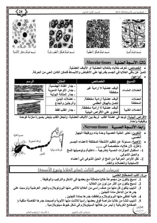 4102 الصف الأول الثانوي 28 / الخلاصة في الأحياء 4102  
الخصائص: تعرف خلاياه بالخلايا العضلية أو الألياف العضلية.  
تتميز عن باقي الخلايا في الجسم بقدرتها علي الانقباض والانبساط فتمكن الكائن الحي من الحركة. 
الأستاذ / إبراهيم العالم  تمنياتي لكم بالتفوق 
أنواعها:  
النسيج الخصائص المكان الرسم 
العضلات الملساء 
ألياف عضلية لا إرادية غير 
مخططة 
- جدار القناة الهضمية. 
- جدار الأوعية الدموية 
- جدار المثانة البولية 
العضلات 
المخططة 
ألياف عضلية إرادية مخططة. 
تتصل بالهيكل العظمي 
- عضلات اليدين 
والرجلين والجذع 
العضلات القلبية 
ألياف عضلية لا إرادية مخططة. 
تحتوي علي الأقراص البينية 
- جدار القلب فقط 
الأقراص البينية: توجد في عضلة القلب تربط بين الألياف العضلية، وتجعل القلب ينبض بصورة متزنة كوحدة 
وظيفية واحدة. 
التكوين: تعتبر الخلية العصبية وحدة بناء ووظيفة الجهاز  
العصبي. 
الأهمية: مسئولة عن تنظيم الأنشطة المختلفة لأعضاء الجسم.  
)علل(، لأن خلاياه متخصصة في ....... 
-1 استقبال المؤثرات الحسية )خارجية – داخلية( وتوصيلها للمخ 
والحبل الشوكي. 
-2 نقل الأوامر الحركية من المخ أو الحبل الشوكي إلي أعضاء 
الاستجابة والعضلات والغدد. 
تدريبات الدرس الثالث )تمايز الخلايا وتنوع الأنسجة( 
س 1: أكتب المصطلح العلمي: 
1. نسيج يتكون من مجموعة خلايا متماثلة مع بعضها في الشكل والتركيب والوظيفة . 
2. نسيج يتكون من أكثر من نون من الخلايا . 
3. أنابيب يتكون كل منها من صف رأسي من الخلايا تلاشى منها البروتوبلازم والجدر العرضية وترسبت علي 
جدرها من الداخل مادة اللجنين . 
4. خلية أختفي منها البروتوبلازم وتغلظت جدرها بمادة اللجنين . 
5. أنابيب تنشأ من خلايا متراصة فوق بعضها رأسيا تلاشت منها الأنوية وأصبحت جدرها الفاصلة مثقبة ) 
الصفائح الغربالية ( ليمر من خلالها السيتوبلازم في شكل خيوط سيتوبلازمية . 
 