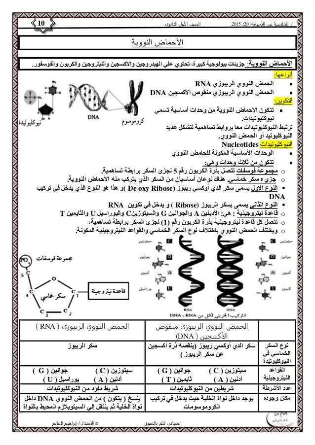 4102 الصف الأول الثانوي 10 / الخلاصة في الأحياء 4102  
الأحماض النووية 
الأحماض النووية: جزيئات بيولوجية كبيرة، تحتوي علي...