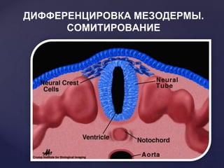 ДИФФЕРЕНЦИРОВКА МЕЗОДЕРМЫ.
СОМИТИРОВАНИЕ
 