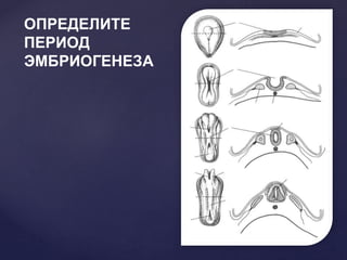 ОПРЕДЕЛИТЕ
ПЕРИОД
ЭМБРИОГЕНЕЗА
 