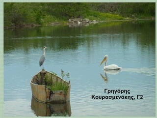 Γρηγόρης
Κουρασμενάκης, Γ2
 