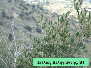 Στέλιος Δεληγιάννης, Β1
 