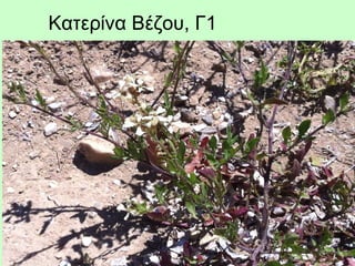 Κατερίνα Βέζου, Γ1
 