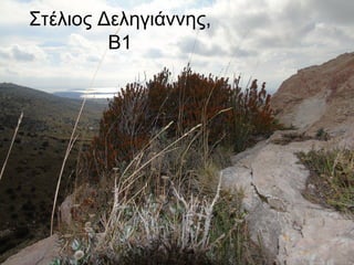 Στέλιος Δεληγιάννης,
Β1
 