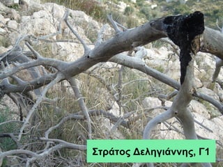 Στράτος Δεληγιάννης, Γ1
 