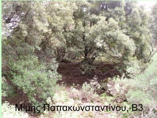 Μίμης Παπακωνσταντίνου, Β3
 