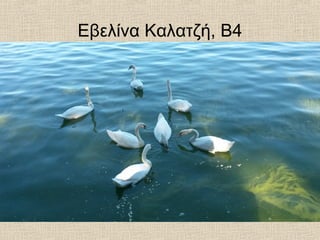 Εβελίνα Καλατζή, Β4
 