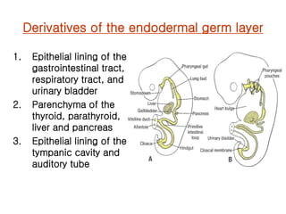 (마더리스크라운드) Human Embryology | PDF