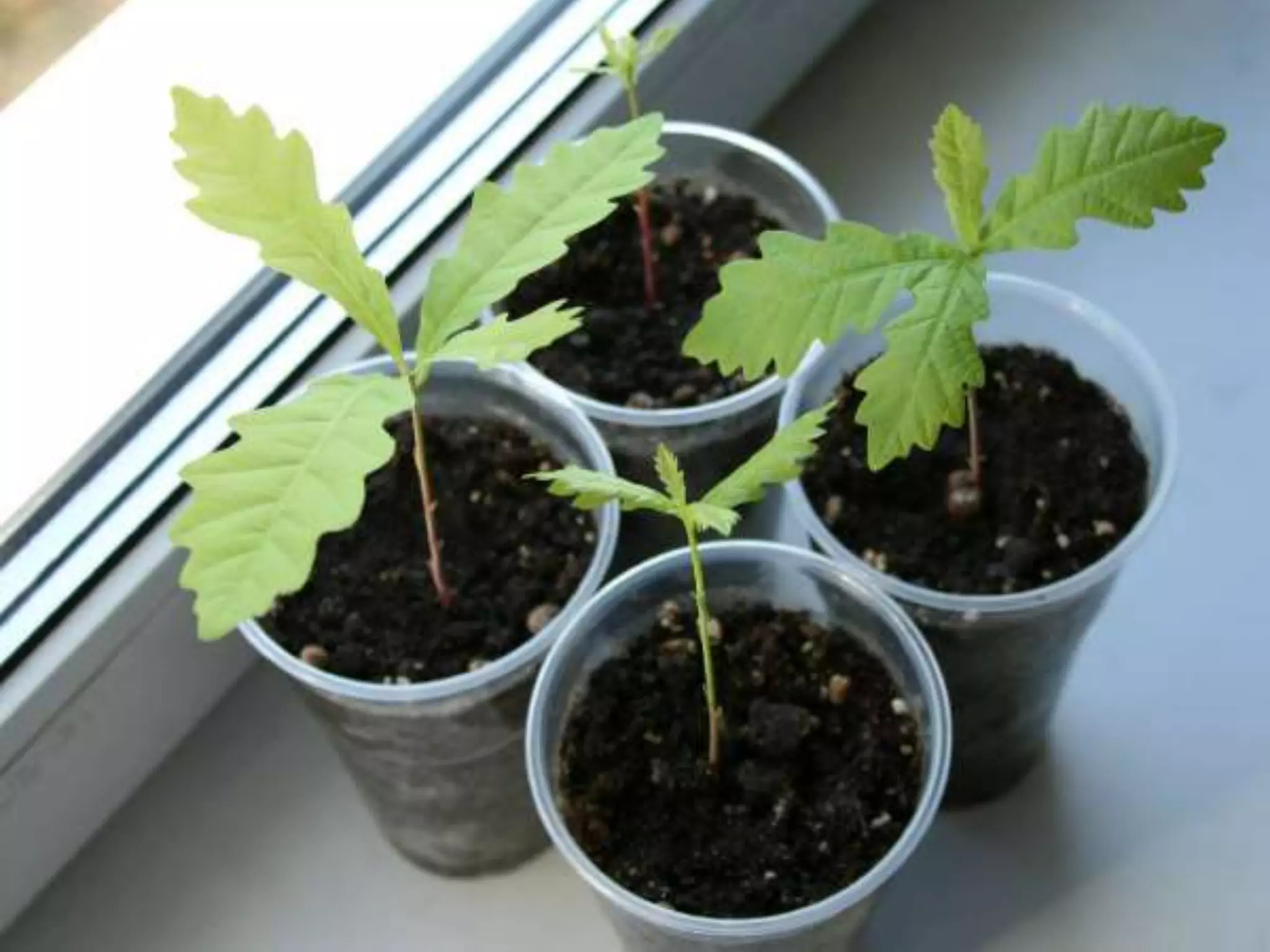 Алексей Баранцев Software-Testing.Ru Selenium2.Ru facebook.com/groups/selenium.ru barancev@gmail.com skype:barancev
 