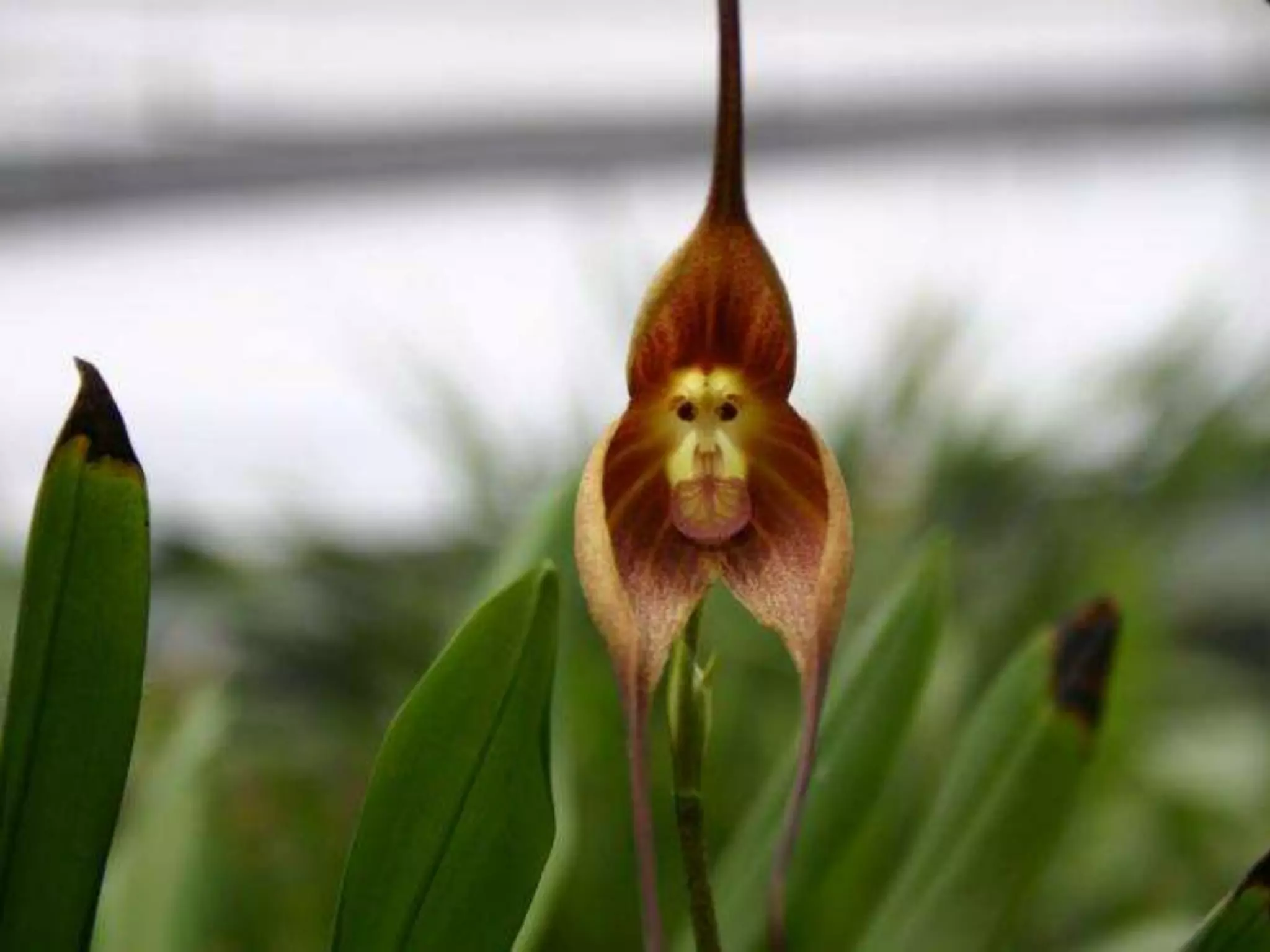 Алексей Баранцев Software-Testing.Ru Selenium2.Ru facebook.com/groups/selenium.ru barancev@gmail.com skype:barancev
 