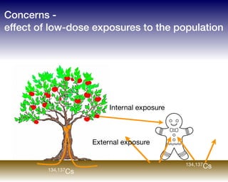 Concerns -  
effect of low-dose exposures to the population
External exposure
134,137Cs
Internal exposure
134,137Cs
 