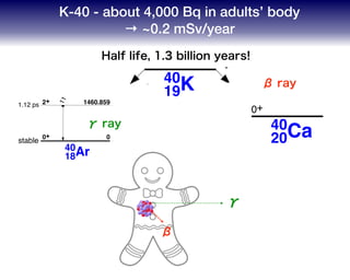 K-40 - about 4,000 Bq in adults’ body
→ ~0.2 mSv/year
⇤
40
18Ar
0+
40
19K
Q⇤ 1311.09
4– 1.277⌅109 y
⇤
89.28%
QEC1504.9
EC
10.72%
40
20Ca
0+
Half life, 1.3 billion years!
40
18Ar
00+
1460.8592+
11
1460.830
E2
stable
1.12 ps
40
19K ⇥
0.048% 21.03
10.67% 11.61
4– 0
1.277 109 y
QEC=1504.9
10.72%
γ ray
β ray
137
55 Cs 137
56 Ba
β
γ
β
γ
 