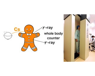 Cs γ-ray
γ-ray
whole body
counter
 