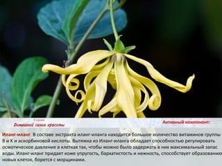 Иланг-иланг. В составе экстракта иланг-иланга находится большое количество витаминов группы
B и K и аскорбиновой кислоты. Вытяжка из Иланг-иланга обладает способностью регулировать
осмотическое давление в клетках так, чтобы можно было задержать в них максимальный запас
воды. Иланг-иланг придает коже упругость, бархатистость и нежность, способствует образованию
новых клеток, борется с морщинами.
Активный компонент:
 