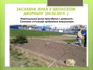 ЗАСАЂЕНА ЈЕЛКА У ШКОЛСКОМ
ДВОРИШТУ (05.02.2015. )
Новогодишња јелка пресађена у двориште.
Снимање ситуације уређивања жардињерњ
 