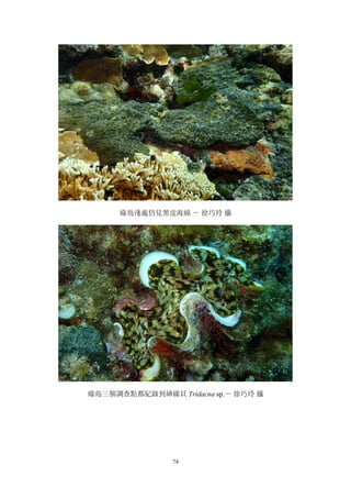 74
綠島淺處仍見黑皮海綿 － 徐巧玲 攝
綠島三個調查點都紀錄到硨磲貝 Tridacna sp.－ 徐巧玲 攝
 