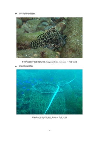 78
v 鼻頭角珊瑚礁體檢
鼻頭角調查中觀察到玳瑁石斑 Epinephelus quoyanus －陳泰佑 攝
v 野柳珊瑚礁體檢
野柳海底多處可見桶狀海綿 － 吳起銘 攝
 