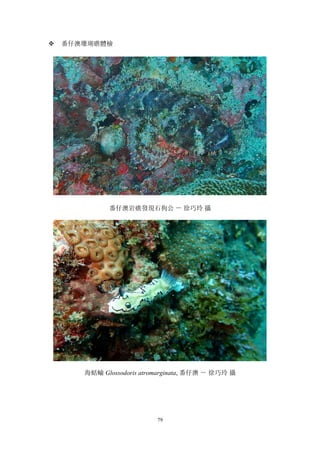 79
v 番仔澳珊瑚礁體檢
番仔澳岩礁發現石狗公 － 徐巧玲 攝
海蛞蝓 Glossodoris atromarginata, 番仔澳 － 徐巧玲 攝
 