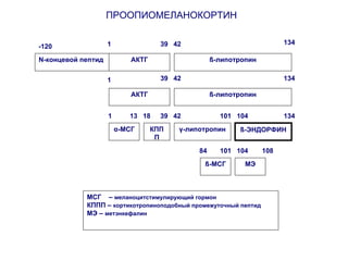 N-концевой пептид АКТГ
АКТГ
ß-липотропин
ß-ЭНДОРФИНα-МСГ γ-липотропин
ß-липотропин
КПП
П
-120
1 39 4213 18 101 104
ß-МСГ
84 101 104
МЭ
108
МСГ – меланоцитстимулирующий гормон
КППП – кортикотропиноподобный промежуточный пептид
МЭ – метэнкефалин
ПРООПИОМЕЛАНОКОРТИН
1
1
39 42
39 42 134
134
134
 