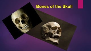 Bones of the Skull
 