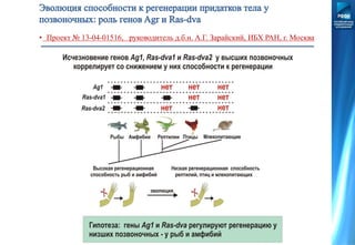 • Проект № 13-04-01516, руководитель д.б.н. А.Г. Зарайский, ИБХ РАН, г. Москва
 
