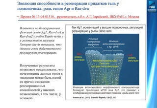 В опытах по блокированию
функций генов Ag1, Ras-dva1 и
Ras-dva2 у рыбы Danio rerio и
у головастиков лягушки
Xenopus laevis показали, что
данные гены действительно
регулируют регенерацию.
Полученные результаты
позволяют предположить, что
исчезновение данных генов в
эволюции могло быть одной
из причин снижения
регенерационных
способностей у высших
позвоночных, в том числе, у
человека.
• Проект № 13-04-01516, руководитель д.б.н. А.Г. Зарайский, ИБХ РАН, г. Москва
 