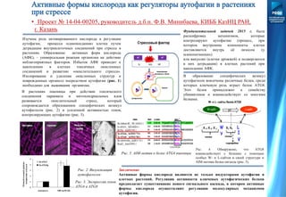 • Проект № 14-04-00205, руководитель д.б.н. Ф.В. Минибаева, КИББ КазНЦ РАН,
г. Казань
Изучена роль активированного кислорода в регуляции
аутофагии, процесса «самопоедания» клетки путем
деградации внутриклеточных соединений при стрессе в
растениях. Образование активных форм кислорода
(АФК), – универсальная реакция организма на действие
неблагоприятных факторов. Избыток АФК приводит к
накоплению в клетках токсичных окисленных
соединений и развитию «окислительного стресса».
Изолирование и удаление окисленных структур и
поврежденных органелл посредством аутофагии (рис. 1)
необходимо для выживания организма.
Стрессовый фактор
Фундаментальной задачей 2015 г. была
расшифровка механизмов, которые
контролируют аутофагию (процесс, при
котором внутренние компоненты клетки
доставляются внутрь её лизосом (у
млекопитающих)
или вакуолях (клетки дрожжей) и подвергаются
в них деградации) в клетках растений при
накоплении АФК.
В образование специфических везикул
аутофагосом вовлечены различные белки, среди
которых ключевую роль играет белок ATG8.
Этот белок принадлежит к семейству
убиквитинов и взаимодействует со многими
белками.
W- и L- сайты белка ATG8
Рис. 4. Обнаружено, что ATG8
взаимодействует с белками с помощью
особых W- и L-сайтов в своей структуре и
AIM-мотива белка-лиганда (рис. 5).
Заключение
Активные формы кислорода являются не только индукторами аутофагии в
клетках растений. Регуляция активности ключевых аутофагических белков
предполагает существование нового сигнального каскада, в котором активные
формы кислорода осуществляют регуляцию молекулярных механизмов
аутофагии.
Рис. 5. AIM-мотив в белке ATG4 пшеницы
В растениях пшеницы при действии токсического
соединения параквата и митохондриальных ядов
развивается окислительный стресс, который
сопровождается образованием специфических везикул
аутофагосом (рис. 2) и усиленной активностью генов,
контролирующих аутофагию (рис. 3).
Рис. 2. Визуализация
аутофагосом
0
1
2
3
4
5
контроль 100 мкМ Пк
Относительныйуровень
экспрессии,отн.ед.и
TaATG4
TaATG8g
Рис. 3. Экспрессия генов
ATG4 и ATG8
 
