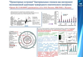 Перенос гена ydh увеличил число
спонтанных замен G и C на А и Т
(возможно с участием цитидин-
дезаминаз и метилтрансфераз).
Это обогащение A/T-парами
способствует образованию сайтов
связывания H-NS (tCgATAaAtt) и
промотор-подобных мест. Т.е. с
помощью островков бактерии могут
решать 2 конфликтные задачи:
защищатся от продуктов токсичных
генов и создавать потенциальные
промоторы для полезных генов.
•Проект № 13-04-00997, руководитель д.б.н. О.Н. Озолинь, ИБК РАН, г. Пущино
«Промоторными островками» названы участки
бактериальных геномов с аномально высокой плотностью
промо-тор-подобных мест (Nucl.Acids Res, 2009)
Свойства
островков:
(PLoS:2013 and
2015,
Mat.Biol.Bioinf:
2013 and 2014,
JBCB:2014 и др.)
4. Низкая
продуктивность
обусловлена избыточной
суперскрученностью
ДНК и репрессией
гистонподобным белком
H-NS. Делеция гена hns
активирует
транскрипцию
островков.
5. 75 из 78 промоторных островков находятся рядом с генами, полученными
кишечной палочкой в результате горизонтального переноса. Т.е. островки
могут быть инструментом эволюционной ассимиляции чужеродного
генетического материала.
6. Динамику изменения плотности
промоторов исследовали в условиях
случайного мутагене- за in vitro
(SELEX)
и в условиях, имитирующих
естественную эволюцию после замены
чужих генов в геноме E. coli на их
прототипы из генома сальмонелл
(DNA-doctoring+хронический рост +
ampliSeq).
 