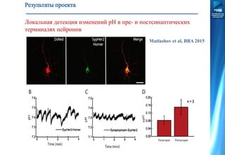 Локальная детекция изменений рН в пре- и постсинаптических
терминалях нейронов
Matlashov et al, BBA 2015
 