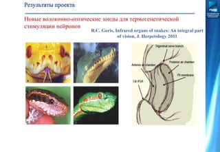Новые волоконно-оптические зонды для термогенетической
стимуляции нейронов
R.C. Goris, Infrared organs of snakes: An integral part
of vision, J. Herpetology 2011
 