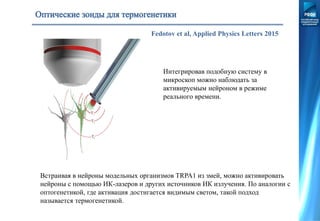Fedotov et al, Applied Physics Letters 2015
Интегрировав подобную систему в
микроскоп можно наблюдать за
активируемым нейроном в режиме
реального времени.
Встраивая в нейроны модельных организмов TRPA1 из змей, можно активировать
нейроны с помощью ИК-лазеров и других источников ИК излучения. По аналогии с
оптогенетикой, где активация достигается видимым светом, такой подход
называется термогенетикой.
 