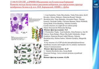 13-04-91320 СИГ_а (РФФИ-Объединение им.Гельмгольца/Германия)
Развитие метода малоуглового рассеяния нейтронов для определения структур
мембранных белков к.ф.-м.н. В.И. Борщевский, ОИЯИ, г. Дубна
1. Ivan Gushchin, Vitaly Shevchenko, Vitaly Polovinkin, Kirill
Kovalev, Alexey Alekseev, Ekaterina Round, Valentin
Borshchevskiy, Taras Balandin, Alexander Popov, Thomas
Gensch, Christoph Fahlke, Christian Bamann, Dieter Willbold,
Georg Buldt, Ernst Bamberg, Valentin Gordeliy
Crystal structure of a light-driven sodium pump
Nature Structural & Molecular Biology
Импакт-фактор издания: 13,3
2. Przemyslaw Nogly, Ivan Gushchin, Alina Remeeva, Ana M.
Esteves, Nuno Borges, Pikyee Ma,Andrii Ishchenko, Sergei
Grudinin, Ekaterina Round, Isabel Moraes, Valentin
Borshchevskiy, Helena Santos, Valentin Gordeliy, Margarida
Archer
X-ray structure of a CDP-alcohol phosphatidyltransferase
membrane enzyme and insights into its catalytic mechanism
Nature Communications
Импакт-фактор издания: 11,47
3. Valentin Borshchevskiy, Georg Buldt
Structural biology: Active arrestin proteins crystallized
Nature
Импакт-фактор издания: 41,456
 