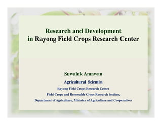 Research and Development
in Rayong Field Crops Research Center
Suwaluk Amawan
Agricultural Scientist
Rayong Field Crops Research Center
Field Crops and Renewable Crops Research institue,
Department of Agriculture, Ministry of Agriculture and Cooperatives
 