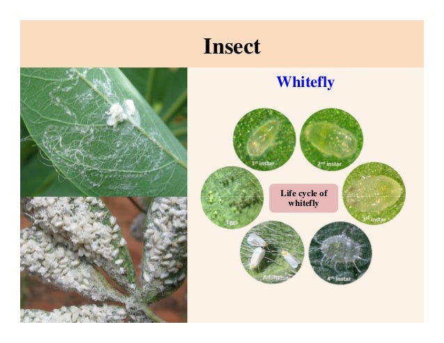 2015. suwaluk amawan. RYFCRC Characterization of cassava