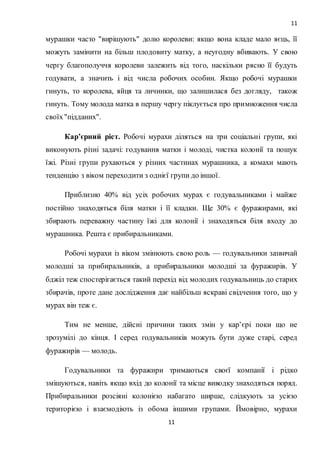 11
11
мурашки часто "вирішують" долю королеви: якщо вона кладе мало яєць, її
можуть замінити на більш плодовиту матку, а неугодну вбивають. У свою
чергу благополуччя королеви залежить від того, наскільки рясно її будуть
годувати, а значить і від числа робочих особин. Якщо робочі мурашки
гинуть, то королева, яйця та личинки, що залишилася без догляду, також
гинуть. Тому молода матка в першу чергу піклується про примноження числа
своїх"підданих".
Кар’єрний ріст. Робочі мурахи діляться на три соціальні групи, які
виконують різні задачі: годування матки і молоді, чистка колонії та пошук
їжі. Різні групи рухаються у різних частинах мурашника, а комахи мають
тенденцію з віком переходити з однієї групи до іншої.
Приблизно 40% від усіх робочих мурах є годувальниками і майже
постійно знаходяться біля матки і її кладки. Ще 30% є фуражирами, які
збирають переважну частину їжі для колонії і знаходяться біля входу до
мурашника. Решта є прибиральниками.
Робочі мурахи із віком змінюють свою роль — годувальники зазвичай
молодші за прибиральників, а прибиральники молодші за фуражирів. У
бджіл теж спостерігається такий перехід від молодих годувальниць до старих
збирачів, проте дане дослідження дає найбільш яскраві свідчення того, що у
мурах він теж є.
Тим не менше, дійсні причини таких змін у кар’єрі поки що не
зрозумілі до кінця. І серед годувальників можуть бути дуже старі, серед
фуражирів — молодь.
Годувальники та фуражири тримаються своєї компанії і рідко
змішуються, навіть якщо вхід до колонії та місце виводку знаходяться поряд.
Прибиральники розсіяні колонією набагато ширше, слідкують за усією
територією і взаємодіють із обома іншими групами. Ймовірно, мурахи
 