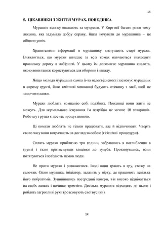 14
14
5. ЦІКАВИНКИ З ЖИТТЯ МУРАХ. ПОВЕДІНКА
Мурашок відвіку вважають за мудреців. У Киргизії багато років тому
людина, яка задумала добру справу, йшла ночувати до мурашника – це
обіцяло успіх.
Хранителями інформації в мурашнику виступають старі мурахи.
Виявляється, що мурахи швидше за всіх комах навчаються знаходити
правильну дорогу в лабіринті. У цьому їм допомагає мурашина кислота,
якою вонитакож користуються для оборониінападу.
Якщо молода мурашина самка із-за недосвідченості засновує мурашник
в сирому ґрунті, його кмітливі мешканці будують стежину з хвої, щоб не
замочитилапки.
Мурахи люблять компанію собі подібних. Поодинці вони жити не
можуть. Для нормального існування їм потрібно не менше 10 товаришів.
Роботау групах є досить продуктивною.
Ці комахи люблять не тільки працювати, але й відпочивати. Чверть
свого часувони витрачають на догляд за собою (гігієнічні процедури).
Сплять мурахи приблизно три години, забравшись в поглиблення в
ґрунті і тісно притиснувши кінцівки до тулуба. Прокинувшись, вони
потягуються і позіхають немов люди.
Не проти мурахи і розважитися. Іноді вони грають в гру, схожу на
салочки. Один мурашка, ініціатор, залазить у нірку, де працюють декілька
його побратимів. Зупинившись посередині камери, він високо піднімається
на своїх лапках і починає тремтіти. Декілька мурашок підходять до нього і
роблять загрозливірухи (розсовують своївусики).
 
