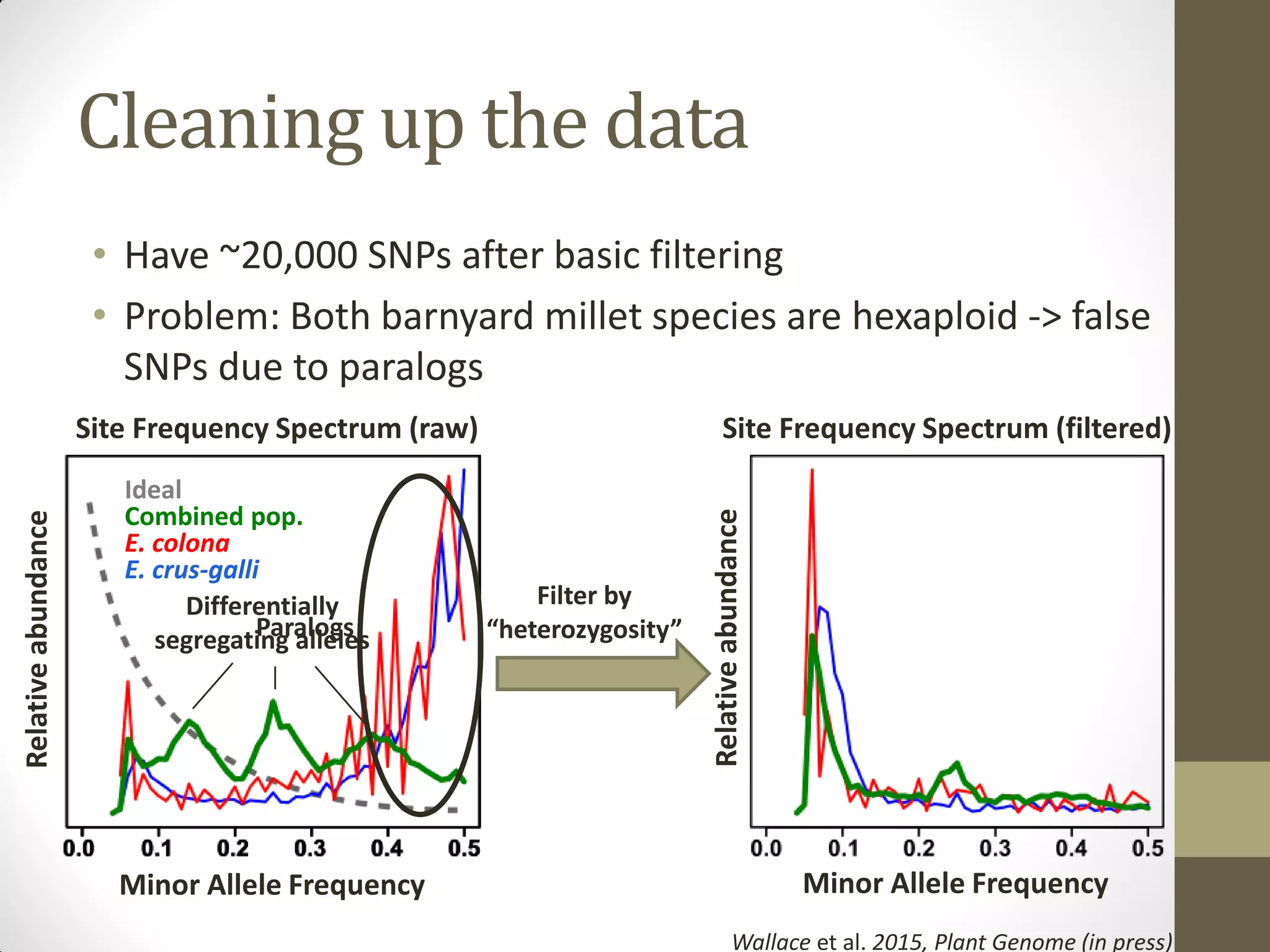 Cleaning up the data
• Have ~20,000 SNPs after basic filtering
• Problem: Both barnyard millet species are hexaploid -> false
SNPs due to paralogs
Minor Allele Frequency
Relativeabundance
Minor Allele Frequency
Relativeabundance
Combined pop.
E. colona
E. crus-galli
Differentially
segregating alleles
Filter by
“heterozygosity”
Site Frequency Spectrum (raw) Site Frequency Spectrum (filtered)
Wallace et al. 2015, Plant Genome (in press)
Ideal
Paralogs
 