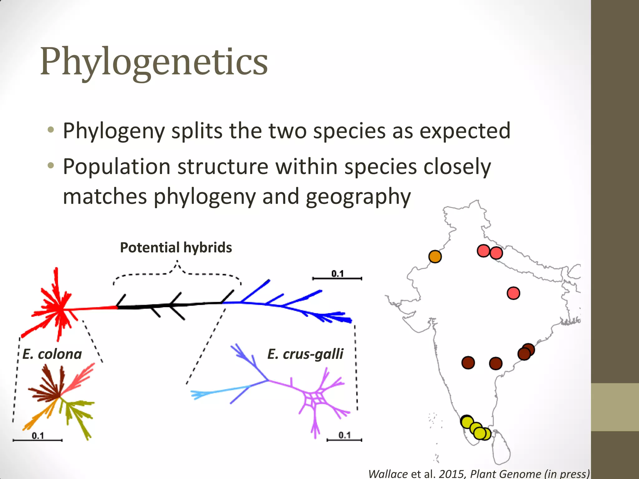 Phylogenetics
• Phylogeny splits the two species as expected
• Population structure within species closely
matches phylogeny and geography
E. colona E. crus-galli
Potential hybrids
Wallace et al. 2015, Plant Genome (in press)
 