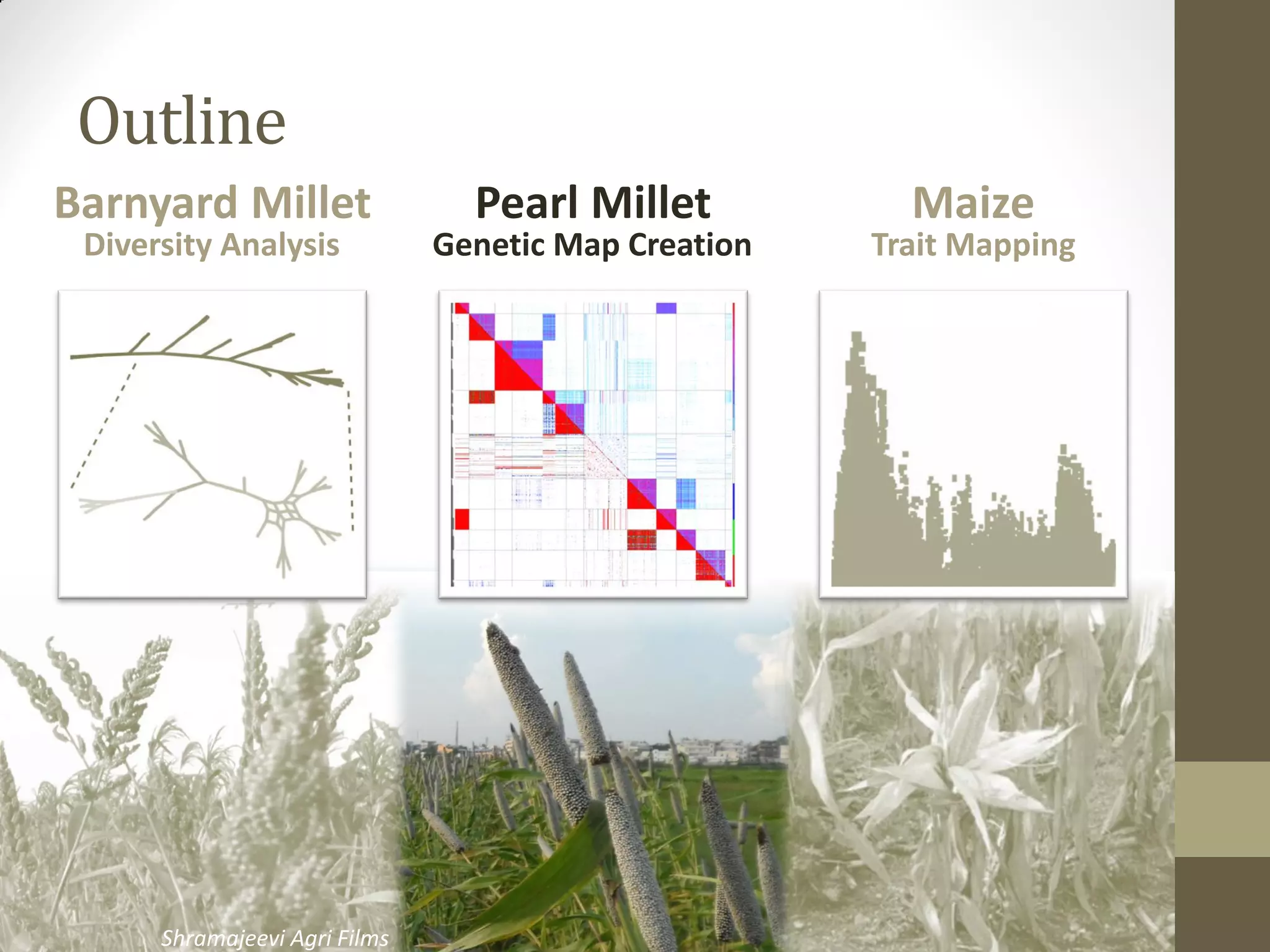 Outline
Barnyard Millet
Diversity Analysis
Pearl Millet
Genetic Map Creation
Maize
Trait Mapping
Shramajeevi Agri Films
 
