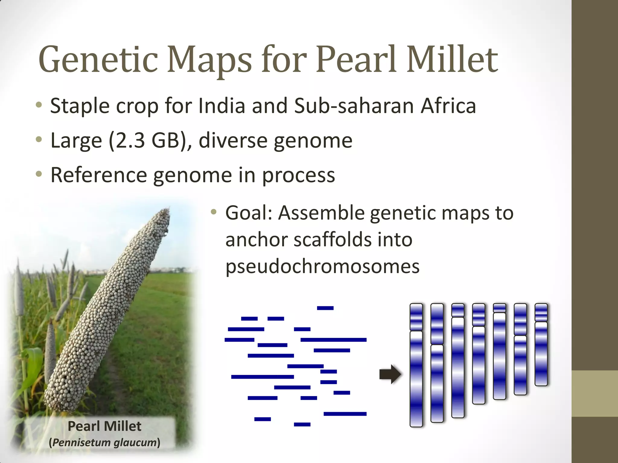 Genetic Maps for Pearl Millet
• Staple crop for India and Sub-saharan Africa
• Large (2.3 GB), diverse genome
• Reference genome in process
Pearl Millet
(Pennisetum glaucum)
• Goal: Assemble genetic maps to
anchor scaffolds into
pseudochromosomes
 