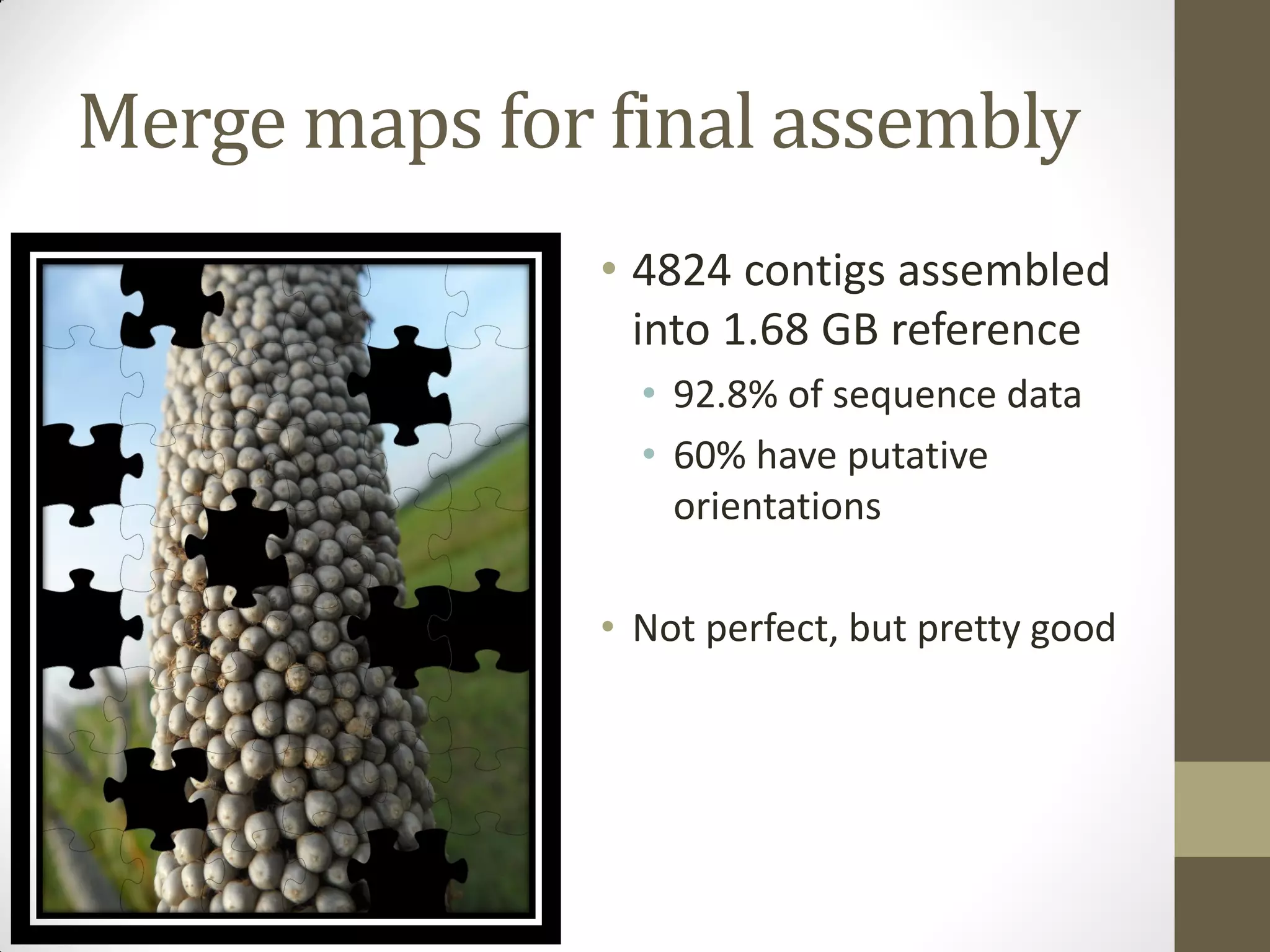 Merge maps for final assembly
• 4824 contigs assembled
into 1.68 GB reference
• 92.8% of sequence data
• 60% have putative
orientations
• Not perfect, but pretty good
 