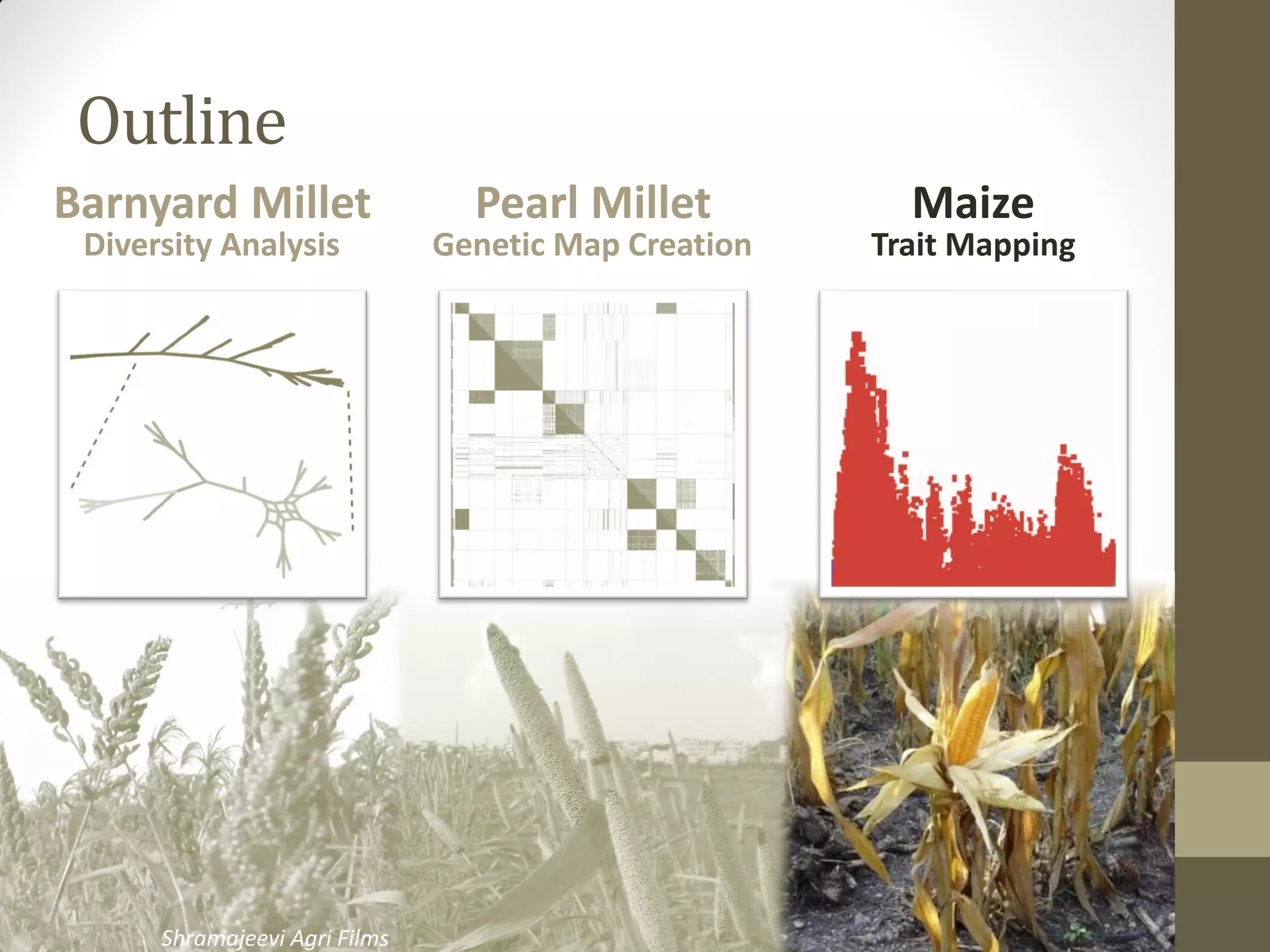 Outline
Barnyard Millet
Diversity Analysis
Pearl Millet
Genetic Map Creation
Maize
Trait Mapping
Shramajeevi Agri Films
 