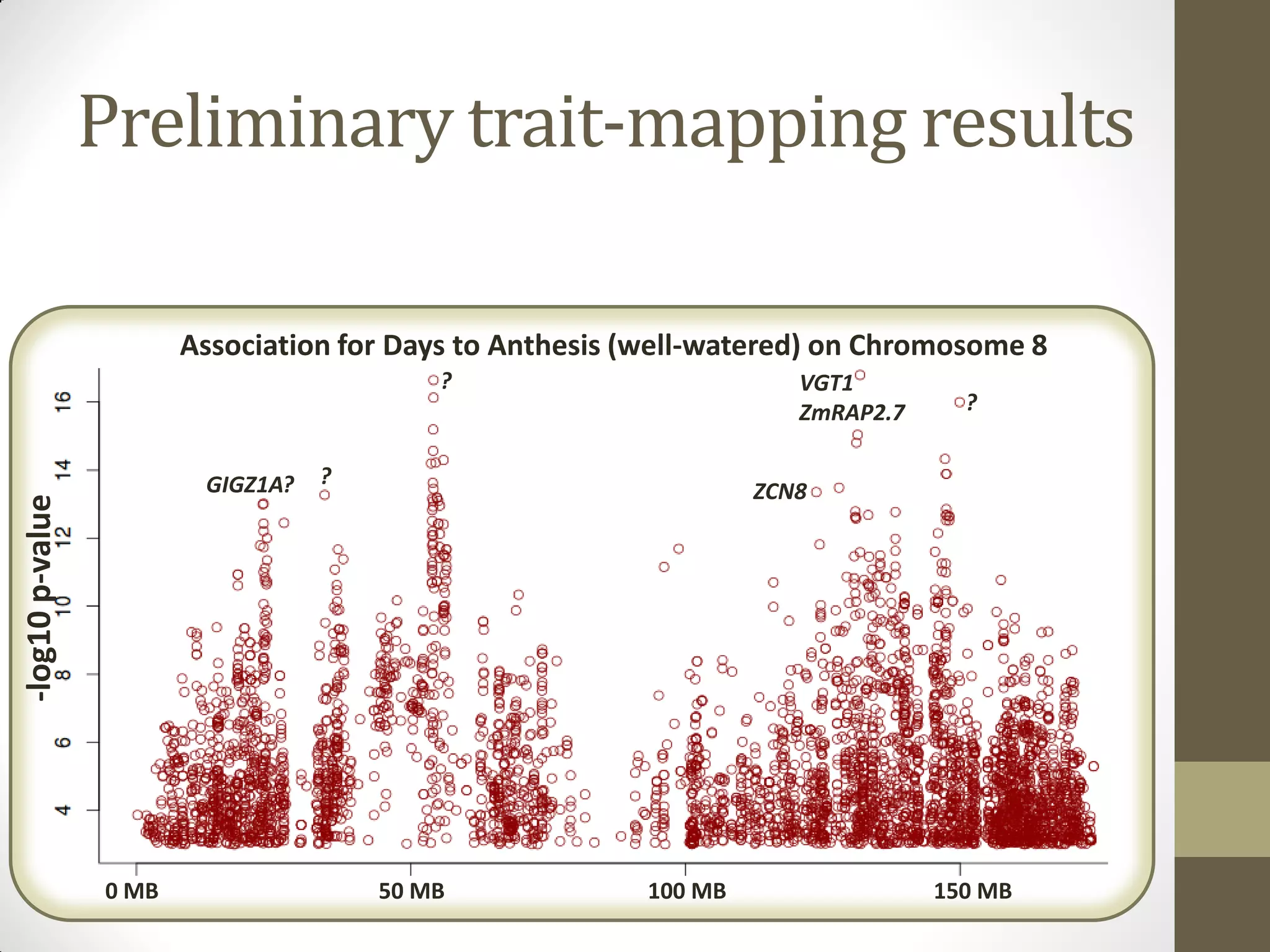 Preliminary trait-mapping results
ZCN8
VGT1
ZmRAP2.7
?
?
GIGZ1A?
0 MB 100 MB 150 MB50 MB
?
-log10p-value
Association for Days to Anthesis (well-watered) on Chromosome 8
 