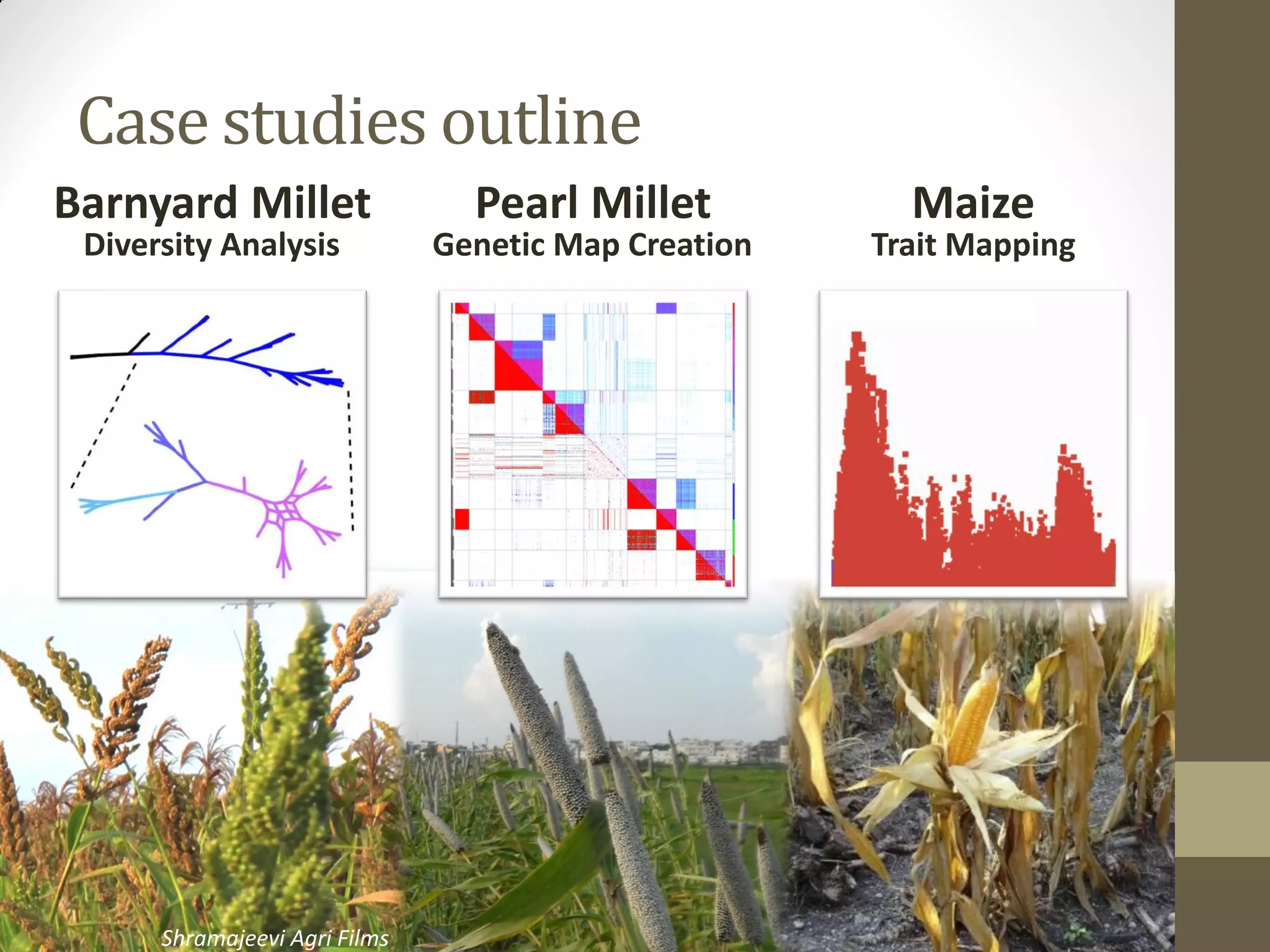Case studies outline
Barnyard Millet
Diversity Analysis
Pearl Millet
Genetic Map Creation
Maize
Trait Mapping
Shramajeevi Agri Films
 